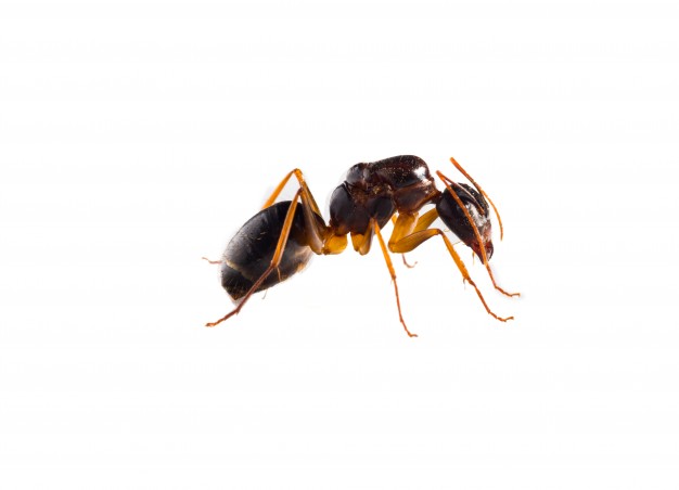 //www.bioqualitybrasil.com.br/wp-content/uploads/2018/03/brown-ant-on-white-background_1112-478.jpg