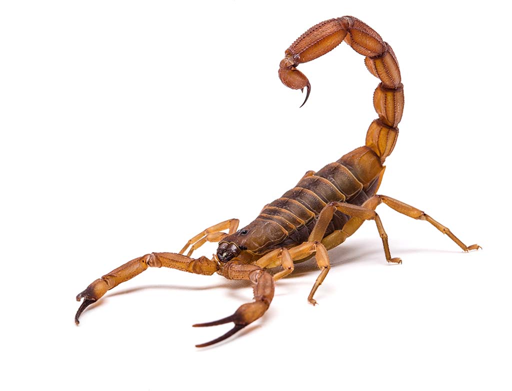 //www.bioqualitybrasil.com.br/wp-content/uploads/2018/03/brown-scorpion.jpg